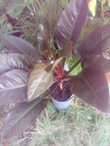 [Palmenlager] XXL Philodendron Imperial Red Beauty 90 cm - Baumfreund - / Zimmerpflanze Kunden-Foto 2