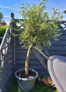 Olivenbaum Olive "Angebot" 150 - 180 cm, beste Qualität, winterhart, Olea Europaea Kunden-Foto 46