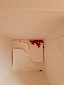 MyFlowers "Infinity" roos - een echte, geconserveerde rozenbloem - blijft tot 3 jaar mooi Klantenfoto 2