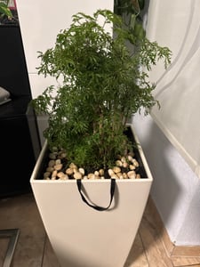 Bloomique - Polyscias Fruticosa - Aralia - Piante d'appartamento - Purificanti per l'aria - Adatte agli animali - Piante d'appartamento - Altezza 50-70 cm - Vaso 17 cm Foto del cliente 2
