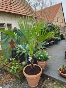XXXXL 210 - 230 cm Trachycarpus fortunei Hanfpalme, winterharte Palme bis -18°C Kunden-Foto 4