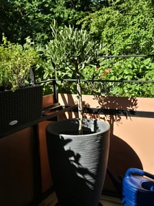 Olivenbaum Stamm Olive 80 - 100 cm hoch, beste Qualität, Olea Europaea Kunden-Foto 2