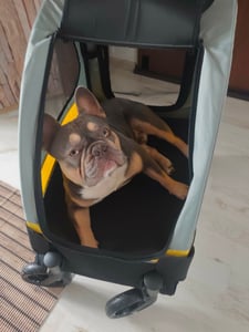 WISFOR Hondendragbak, opvouwbaar, XL hondenwagen voor middelgrote en grote honden tot 65 kg, met verstelbare handgreep Klantenfoto 9