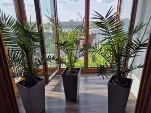 Palme 90-120 cm, Phoenix canariensis, kanarische Dattelpalme, kräftige Palmen, keine Jungpflanzen Kunden-Foto 3