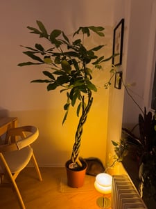 [Palmenlager] - XL Pachira aquatica 170 cm - Glückskastanie/Zimmerpflanze Kunden-Foto 2
