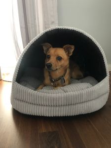 Stabile Hundehöhle