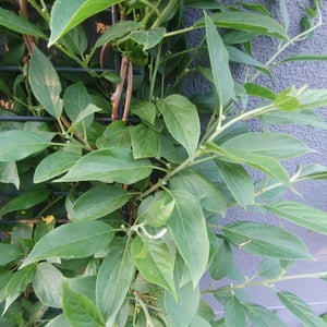 Mini kiwi Issai 70 cm – Actinidia arguta Kiwiberry samozapylające Zdjęcie produktu od klienta nr 2