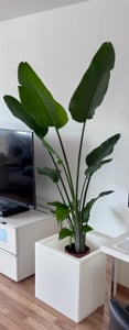 [Palmenlager] XL Strelitzia nicolai - Paradiesvogelblume - 140 cm - 3er Tuff / Baumstrelitzia / mediterrane Pflanze Kunden-Foto 1