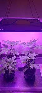 256 LEDs Pflanzenlampe Sonnenlicht Zimmerpflanzen Wachstumslampe Gewächshaus Pflanzenlichter Kunden-Foto 2