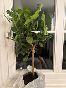 Drzewko limonki kaffir 70–100 cm – Citrus Hystrix (limonka kaffir, combava, papeda) – egzotyczna roślina cytrusowa do kuchni, na balkon i taras Zdjęcie produktu od klienta nr 3
