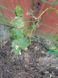 Vitis vinifera Chardonnay - 3er Set - Weinrebe - Topf 9cm - Höhe 25-40cm Kunden-Foto 6