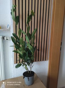 20 Kirschlorbeer-Pflanzen (Höhe: 30-40 cm ab 1,3 Liter Topf gemessen), Prunus laur. Caucasica, Heckenpflanzen Kunden-Foto 1