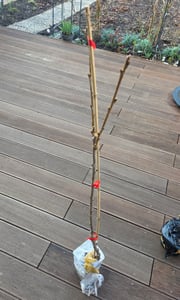 Prunus avium 'Kordia' Kirschbaum, 1,5 Liter Topf Kunden-Foto 1
