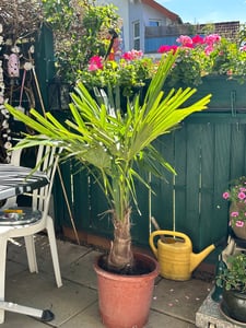 [Palmenlager] - Winterharte Palme -Trachycarpus fortunei- 130 cm - Stamm 20+ cm / Chinesische Hanfpalme - 17°C Kunden-Foto 2