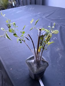 BALDUR Garten 1x Duftender Gartenjasmin 'Pearls of Perfume®', Pflanze im 9x9 cm-Topf, gefüllte Blüten, betörender süßer Duft, winterhart & pflegeleicht, mehrjährig, ideal für Beet & Kübel Kunden-Foto 3