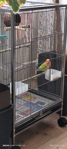 XMTECH Vogelkooi, vogelvolière op wielen, 46x46x91 cm – metalen papegaaienkooi voor kanaries, met zitstokken, voerbakken, een openslaand dak en een gemakkelijk te reinigen uitwerpselbak, type D Klantenfoto 2