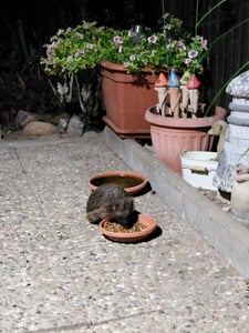 Stroetmann Elles Igel-Mix Wildtierfutter - 750 Gramm Kunden-Foto 1