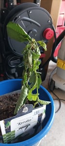 Czereśnia 'Kordia' 100-120 cm | Prunus avium | drzewo owocowe Czereśnia do ogrodu | późno dojrzewająca i wysokowydajna Zdjęcie produktu od klienta nr 5