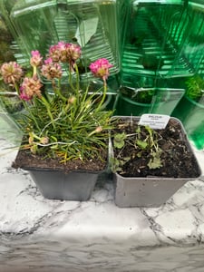 BALDUR Garten 12er Winterharte Sedum-Mischung, 2x 6er Packung, Fetthennen, Hauswurz, Stauden Sortiment, winterharte & mehrjährige Stauden, trockenresistent, pflegeleicht, blühend Kunden-Foto 1
