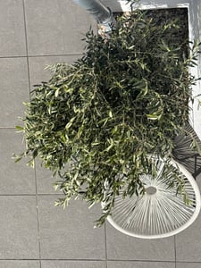 Sunny Tree - Olivenbaum - Olea Europaea in Strauchform - Höhe ca. 80-100 cm inkl. Topf. -  Winterhart bis -18 - Immergrün Kunden-Foto 9