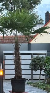 XXXXL 210 - 230 cm Trachycarpus fortunei Hanfpalme, winterharte Palme bis -18°C Kunden-Foto 1