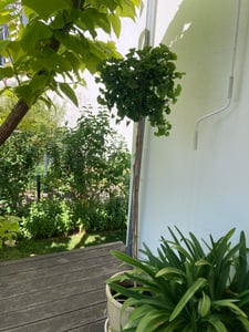 Ginkgo Mariken Kugelbaum Hochstamm 160-170 cm – winterharter Fächerblattbaum mit runder Krone Kunden-Foto 1