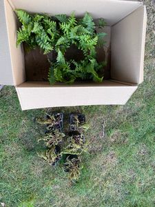 6 x Mannestjesvaren - Dryopteris filix-mas  | Topf 9cm x 9cm Kunden-Foto 1