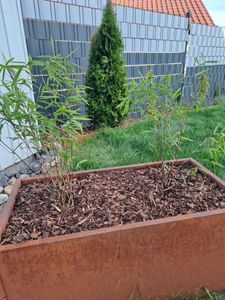 4 x Schwarzer Bambus - Fargesia nitida Black Pearl - ideal für Hecken und Kübel Kunden-Foto 3