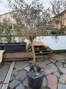 Olivenbaum Olive "Angebot" 150 - 180 cm, beste Qualität, winterhart, Olea Europaea Kunden-Foto 63