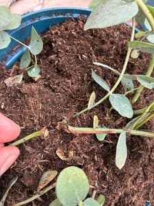 2 Stück Eukalyptus Gunnii - Frostharter und duftender Eucalyptusbaum  30-40 cm Gesamthöhe im Topf bis-10 Grad Kunden-Foto 3
