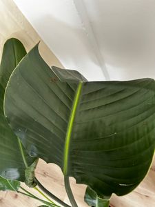 [Palmenlager] XL Strelitzia nicolai - Paradiesvogelblume - 140 cm - 3er Tuff / Baumstrelitzia / mediterrane Pflanze Kunden-Foto 9