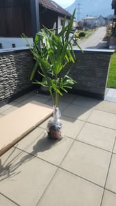 Trachycarpus fortunei Hanfpalme 140-160 cm Höhe Freilandzucht. Frosthart bis -18 Kunden-Foto 14