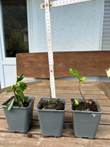 Jaśmin gwiazdkowy - 6 szt - Trachelospermum jasminoides - W25-40cm - ⌀9cm Zdjęcie produktu od klienta nr 1