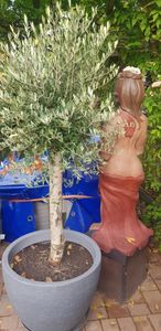 Olivenbaum Olive "20 Jahre" beste Qualität, Stammumfang 20 - 30 cm, winterhart, Olea Europaea Kunden-Foto 5