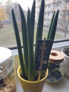 Sansevieria Cylindrica Straight ok. 40 cm Konopie kokosowe Język teściowej lepsze powietrze w pomieszczeniach Zdjęcie produktu od klienta nr 1