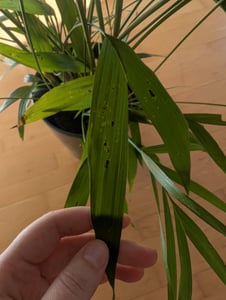 Horská palma 30 cm Chamaedorea elegans izbová rastlina Fotografia od zákazníka č. 2