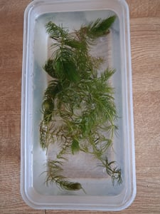1 Bund Hornkraut, Ceratophyllum demersum, für Teich und Aquarium Kunden-Foto 3
