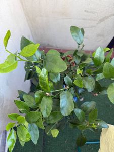 Limetovník „Lima Verde“ (limetka na caipirinhu) 70–100 cm – voňavé plody, citrusová rastlina na balkón, terasu a zimnú záhradu Fotografia od zákazníka č. 6
