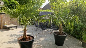 XXL Palme Stammhöhe 40-50 cm winterhart 160-180 cm Trachycarpus fortunei, Hanfpalme, Kunden-Foto 32