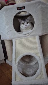 FEANDREA Kratzbaum 186 cm, Katzenbaum für große katzen, 13 dicken Säulen (11 cm d), stabil, Kippschutz, Tintenschwarz Kunden-Foto 46