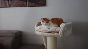 HAPPYPET Premium Kratzbaum Grosse Katzen Stabil 'Felix' - Katzenbaum, Kletterbaum, für Maine Coon, Natursisal, Dicke Stämme mit 18 cm, 120 cm Hoch Kunden-Foto 2