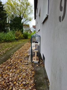 Katze glücklich