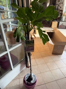 Drzewo figowe - Ficus carica Verdal ok. 200 cm - pień 6-8 cm Drzewo owocowe - prawdziwa figa - mrozoodporna Zdjęcie produktu od klienta nr 3