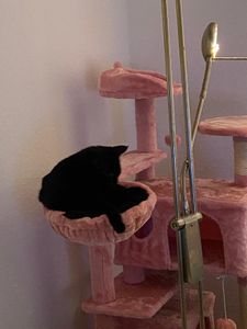 Katzenbaum