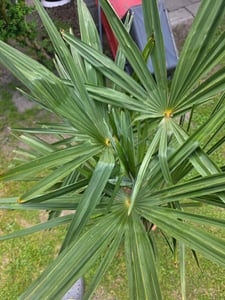 Trachycarpus fortunei Hanfpalme bis 160 cm Höhe Freilandzucht. Frosthart bis -18 Kunden-Foto 3