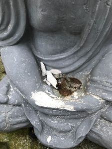 Relaxdays Buddha Figur sitzend, XL 70 cm, Gartenfigur, Dekofigur Wohnzimmer, wetterfest & frostsicher, dunkelgrau Kunden-Foto 3