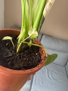 Monstera Deliciosa Variegata, wysokość 40-50 cm | Rzadka, pstrokatowa roślina doniczkowa | Rzadkość | Egzotyczna roślina z rodziny aroniowatych Zdjęcie produktu od klienta nr 17