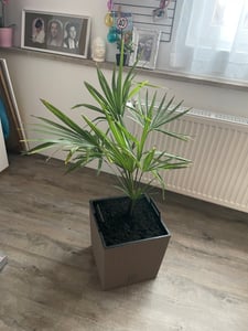 Seltene Trachycarpus Wagnerianus Hanfpalme bis 120 cm Höhe Frosthart bis -19 Grad Kunden-Foto 4