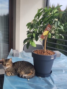 Meyer Zitronenbaum 70–100 cm – Citrus limon Meyer mit Blüten & Früchten, winterharte Zitronenpflanze für Haus & Balkon Kunden-Foto 3