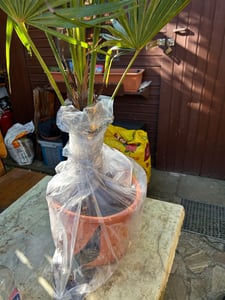 Trachycarpus fortunei Hanfpalme 140-160 cm Höhe Freilandzucht. Frosthart bis -18 Kunden-Foto 12